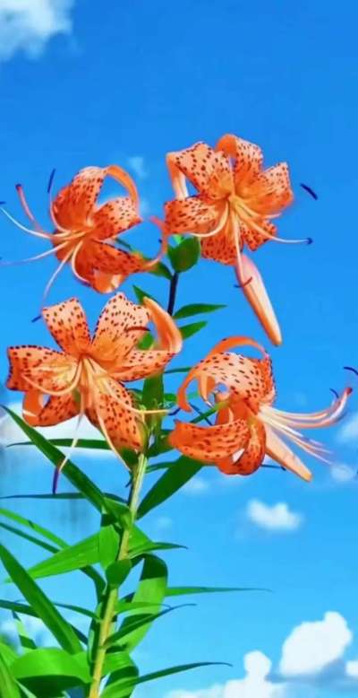 美丽的花散发幻清香，难己释怀。