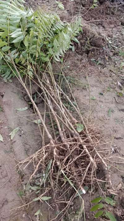 出售臭椿苗，巨峰葡萄苗。药用连翘苗，科研五号优质种苗，2/5年苗，药用连翘树，挂果树，全国包邮到家！财富密码18534302961