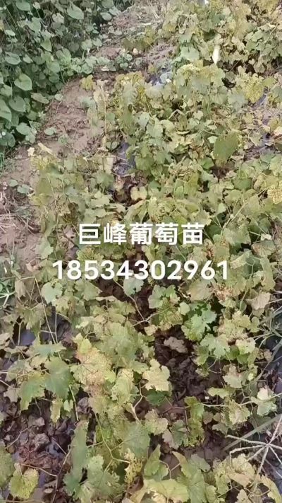 巨峰葡萄苗，一年扦插苗，苗圃基地直销。需要联系我18534302961