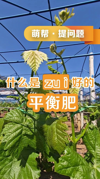 什么是最好的平衡肥