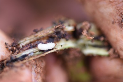 冬季甘薯采收后的田间管理&mdash;&mdash;清洁田园与土壤消毒