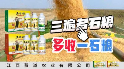 冬季种植，油菜，小麦，草莓等作物的，出现了除草剂药害，黄叶，僵苗，苗不长等问题，马上用多石粮，确保5天见到效果。