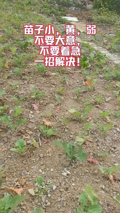 油菜苗子弱苗子小，就用多石粮，5天见效果。