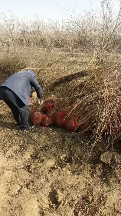 出售药用连翘苗，科研五号优质种苗，2/5年苗，药用连翘树，挂果树，全国包邮到家！财富密码18534302961出售药用连翘苗，科研五号优质种苗，2/5年苗，药用连翘树，挂果树，全国包邮到家！财富密码1