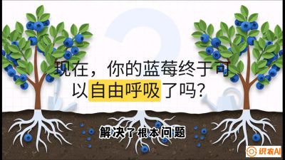 第3节：别把树&ldquo;憋死&rdquo;&mdash;&mdash;正确的定植与换盆手法,   课程：《蓝莓&ldquo;高产&rdquo;实战课：从选苗到丰收的10个关键点》