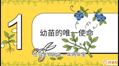 第6节：修剪决定产量（上）&mdash;&mdash;幼苗期与生长期修剪， 课程：《蓝莓&ldquo;高产&rdquo;实战课：从选苗到丰收的10个关键点》