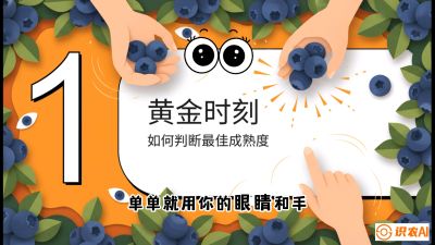 第10节：完美的&ldquo;果粉&rdquo;&mdash;&mdash;采摘时机与保鲜， 课程：《蓝莓&ldquo;高产&rdquo;实战课：从选苗到丰收的10个关键点》