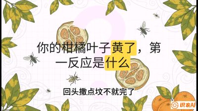 第一节：保命生死线&mdash;&mdash;黄龙病与木虱，课程：《柑橘十大病虫害：从入门到精通》