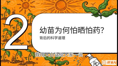 第02节：幼树管理&mdash;&mdash;&ldquo;防晒又防草，树势起得早&rdquo;，课程：《槟榔种植：从不懂到精通的10堂必修课》