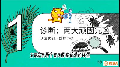 第06节：顽固虫害防治&mdash;&mdash;&ldquo;钻心虫与红蜘蛛，打准时间才服输&rdquo;《槟榔种植：从不懂到精通的10堂必修课》