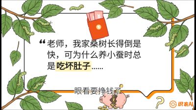 第01节：不仅仅是树&mdash;&mdash;顶级品种选配策略，课程：《桑海淘金：桑树高产与蚕桑安全进阶实战课》