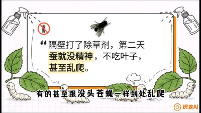 第05节：养蚕人的&ldquo;排雷战&rdquo;&mdash;&mdash;除草剂的生死禁忌，课程：《桑海淘金：桑树高产与蚕桑安全进阶实战课》