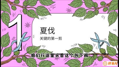 第11节：叶果双收&mdash;&mdash;特殊的夏伐与冬伐，课程：《桑海淘金：桑树高产与蚕桑安全进阶实战课》
