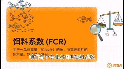 第五节：【高端单品&middot;鳜鱼】&ldquo;饲料鳜&rdquo;技术：打破吃活饵的高成本魔咒，课程：《黄金鳞甲：2025中国淡水鱼高效养殖实战营》