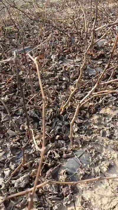 巨峰葡萄苗，一年扦插苗，，全国包邮到家！需要联系18534302961