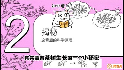 第04节（修剪篇）：树势复活术：从&ldquo;越剪越弱&rdquo;到&ldquo;枝繁叶茂&rdquo;的能量管理与夏秋茶逆袭，课程：《茶金时代：从&ldquo;看天吃饭&rdquo;到&ldquo;精准控局&rdquo;的茶叶高产提质实战课》