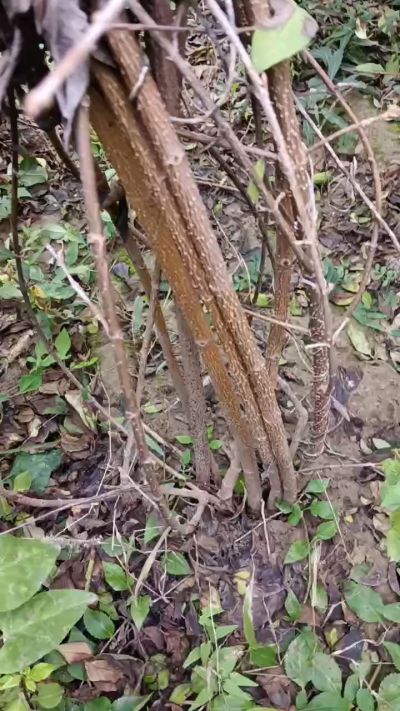 出售药用连翘苗，科研五号优质种苗，2/5年苗，药用连翘树，挂果树，全国包邮到家！财富密码18534302961出售药用连翘苗，科研五号优质种苗，2/5年苗，药用连翘树，挂果树，全国包邮到家！财富密码1