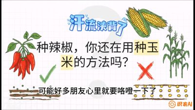 第1节：【品种定江山】工业辣椒vs小米辣：底肥公式与密度陷阱的&ldquo;百万生意经&rdquo;，课程：《辣椒种植实战特训营，从工业辣椒到精品小米辣，教你如何把&ldquo;草&rdquo;种成&ldquo;金&rdquo;》