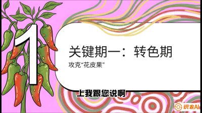 第8节：【小米辣线椒专场】颜值即正义！防花皮、防炭疽，打造收购商抢着要的&ldquo;精品果&rdquo;，课程：《辣椒种植实战特训营，从工业辣椒到精品小米辣，教你如何把&ldquo;草&rdquo;种成&ldquo;金&rdquo;》