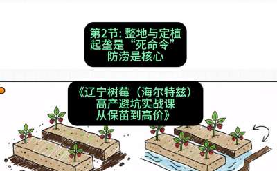 第二节： 整地与定植&mdash;&mdash;起垄是&ldquo;死命令&rdquo;，防涝是核心，课程：《辽宁树莓（海尔特兹）高产避坑实战课：从保苗到高价》