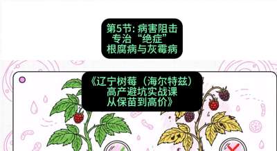 第五节： 病害阻击&mdash;&mdash;专治&ldquo;绝症&rdquo;根腐病与灰霉病，课程：《辽宁树莓（海尔特兹）高产避坑实战课：从保苗到高价》