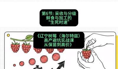 第六节： 采收与分级&mdash;&mdash;鲜食与加工的&ldquo;生死时速&rdquo;，课程：《辽宁树莓（海尔特兹）高产避坑实战课：从保苗到高价》