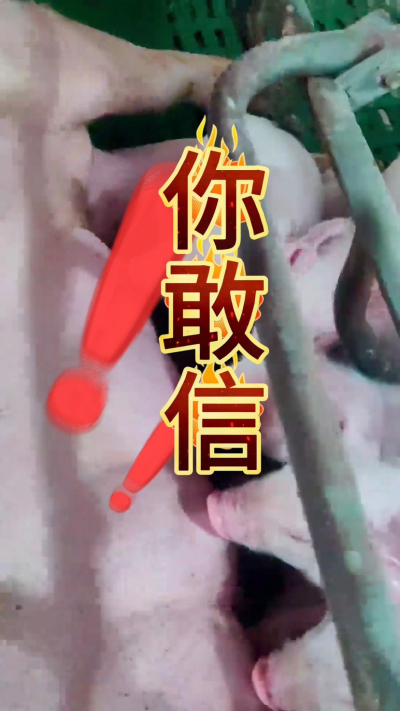小猪抢不到奶，干瘦不长肉？成活率总上不去？😭
自从用上南商农科这款仔猪补奶机，再也没这烦恼！
✅ 一键设置下料参数，新手也能上手
✅ 恒温补奶，小猪抢着喝，长势超均匀
从车间精工组装到猪场落地使用，每
