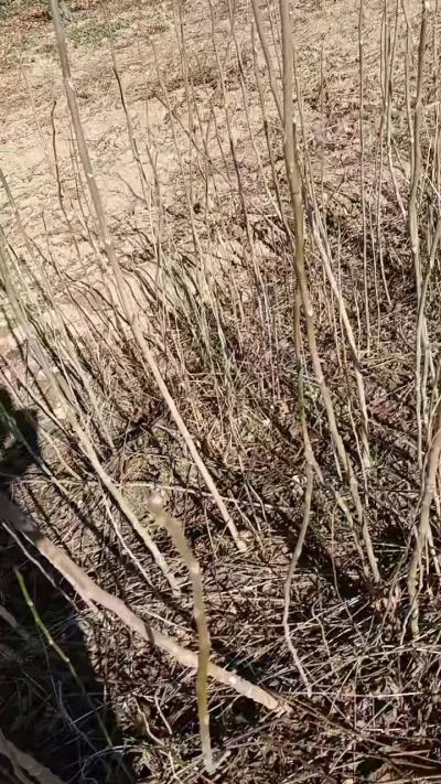 出售臭椿苗，巨峰葡萄苗。药用连翘苗，科研五号优质种苗，2/5年苗，药用连翘树，挂果树，全国包邮到家！财富密码18534302961