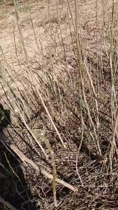 出售臭椿苗，巨峰葡萄苗。药用连翘苗，科研五号优质种苗，2/5年苗，药用连翘树，挂果树，全国包邮到家！财富密码18534302961