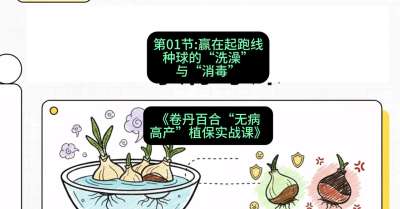 第01节：赢在起跑线&mdash;&mdash;种球的&ldquo;洗澡&rdquo;与&ldquo;消毒&rdquo;，课程：《卷丹百合&ldquo;无病高产&rdquo;植保实战课》#识农AI
