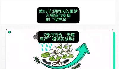 第03节：阴雨天的噩梦&mdash;&mdash;灰霉病与疫病的&ldquo;保护伞&rdquo;，课程：《卷丹百合&ldquo;无病高产&rdquo;植保实战课》#识农AI
