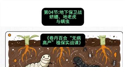 第04节：地下保卫战&mdash;&mdash;蛴螬、地老虎与螨虫 ，课程：《卷丹百合&ldquo;无病高产&rdquo;植保实战课》#识农AI