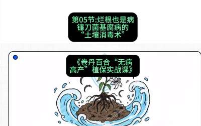 第05节：烂根也是病&mdash;&mdash;镰刀菌基腐病的&ldquo;土壤消毒术&rdquo; ，课程：《卷丹百合&ldquo;无病高产&rdquo;植保实战课》#识农AI