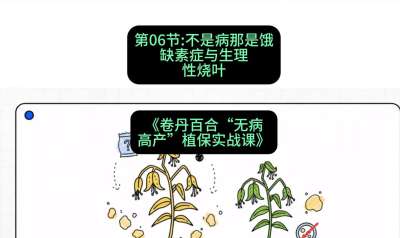 第06节：不是病那是饿&mdash;&mdash;缺素症与生理性烧叶 ，课程：《卷丹百合&ldquo;无病高产&rdquo;植保实战课》#识农AI