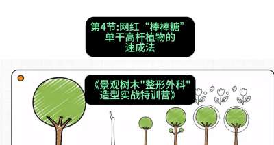 第04节：网红&ldquo;棒棒糖&rdquo;&mdash;&mdash;单干高杆植物的速成法，课程：《景观树木&ldquo;整形外科&rdquo;造型实战特训营》#识农AI