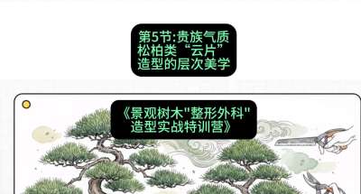 第05节：贵族气质&mdash;&mdash;松柏类&ldquo;云片&rdquo;造型的层次美学，课程：《景观树木&ldquo;整形外科&rdquo;造型实战特训营》#识农AI