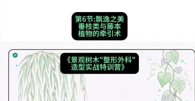 第06节：飘逸之美&mdash;&mdash;垂枝类与藤本植物的牵引术，课程：《景观树木&ldquo;整形外科&rdquo;造型实战特训营》#识农AI